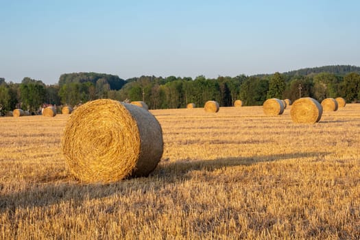 Hay bales on the field after harvest. Agricultural field. Hay bales in golden field landscape.
