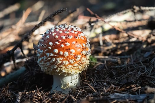 Amanita Muscaria in autumn. Fly agaric in a autumn forest. Poisonous mushroom.
