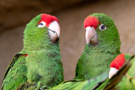 ﻿Group of parrots ( Psittacara frontatus). Green parrots.