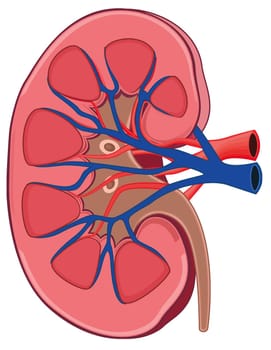 kidney biology anatomy renal organ illustration