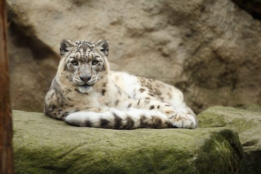 Face portrait of snow leopard - Irbis (Panthera uncia)