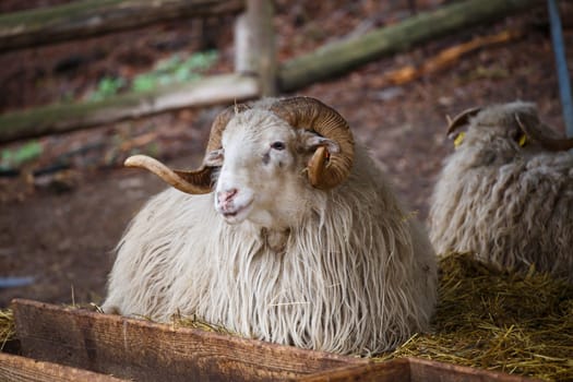 Wallachian sheep (Ovis orientalis aries)