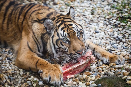 Tiger sumatran eating his lunch, Panthera tigris sumatrae