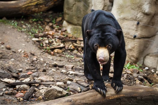 Sun bear also known as a Malaysian bear (Helarctos malayanus)