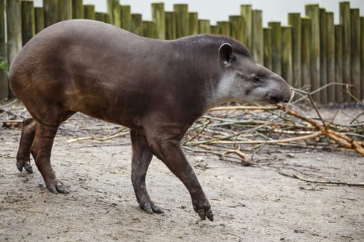 Portrait of south American tapir (Tapirus terrestris)