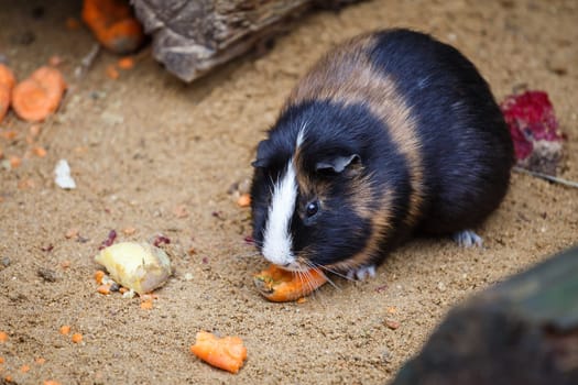 Guinea pig eats carrot (Cavia aperea f. porcellus)