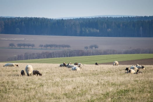 Sheep with lambs on pasture, spring time