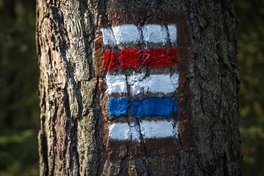 Colorful signs for hiking on the bark of a tree