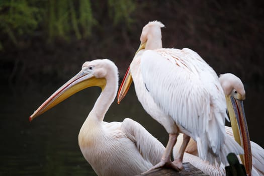 Flock of white pelicans on the lake, Pelecanus onocrotalus