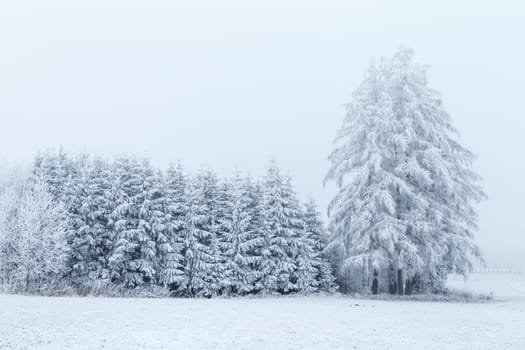 Winter landscape with frozen trees in field and blue sky