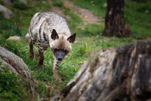 Striped hyena (Hyaena hyaena sultana)