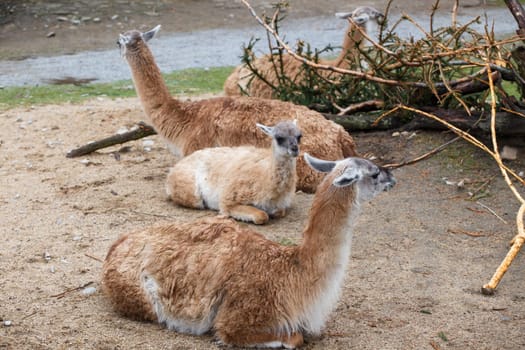 Group of animals Guanaco llama (Lama guanicoe)
