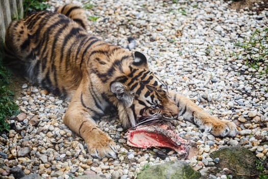 Tiger sumatran eating his lunch, Panthera tigris sumatrae