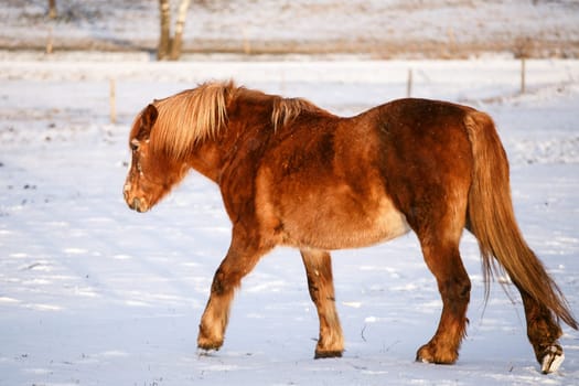 Horse in snow on a cold winter day.