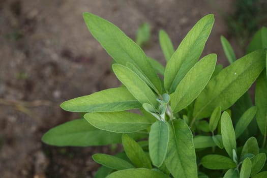 Sage - salvia officinalis. Herbs in the garden