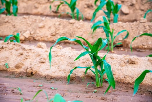 Young green corn growing on the soil in the plantation, Small plant in the field farm, Agriculture and cereal cultivation in Thailand