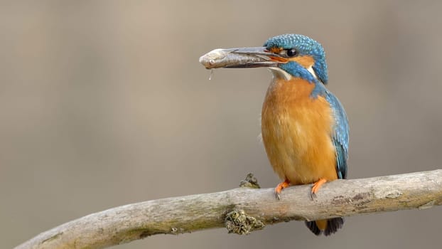 Cute common kingfisher sitting on a twig and holding fish in its long beak. Turquoise and orange little bird with a catch. Front view of animal hunter in springtime with copy space.
