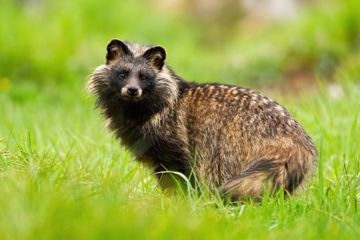 Surprised raccoon dog, nyctereutes procyonoide, staring in summer. Rare animal species alert on a green meadow from side view. Mammal looking in natural habitat.