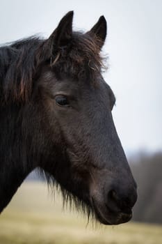 Beauty foal - friesian horse stallion