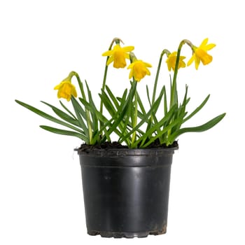 small blooming yellow daffodils in a plant pot isolated on white