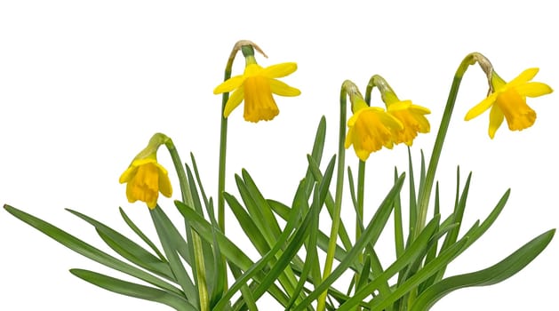 small blooming yellow daffodils isolated on white