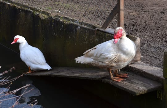 happy domestic ducks by stream