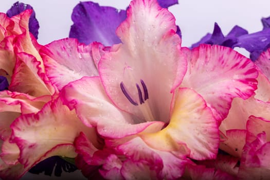 Close up of beauty colorful gladiolus flower