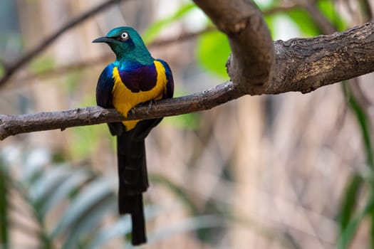 Golden breasted Starling, Cosmopsarus regius, Glossy Starling sitting on the tree branch. Beautiful shiny bird in the green forest.