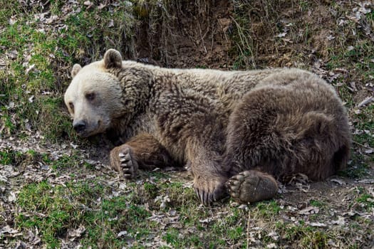 Brown bear lying in grass, Ursus arctos