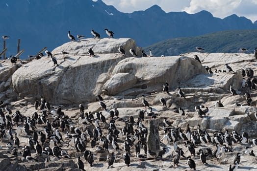 The king cormorant colony on an island in the Beagle Channel, Tierra del Fuego, Argentina