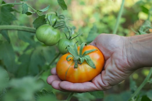 hands harvesting ripe tomato fruit from organic garden