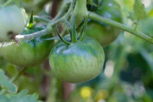 green tomatoes not yet ripe on organic garden plants