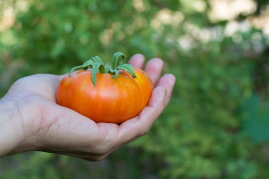 hands harvesting ripe tomato fruit from organic garden