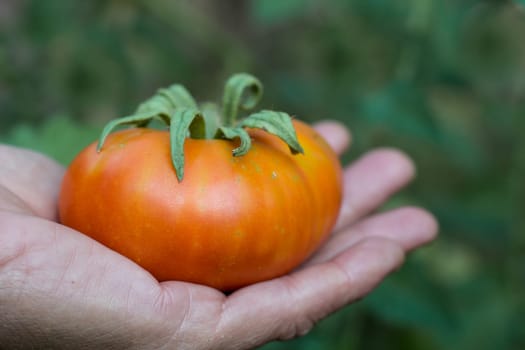 hands harvesting ripe tomato fruit from organic garden