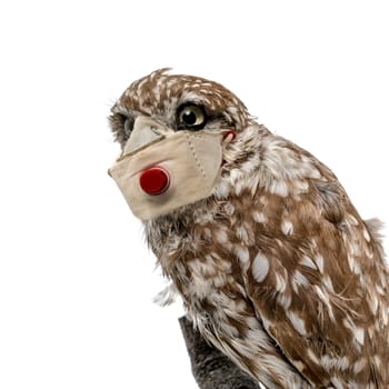 Portrait of an owl with a mouthguard against infection isolated on white
