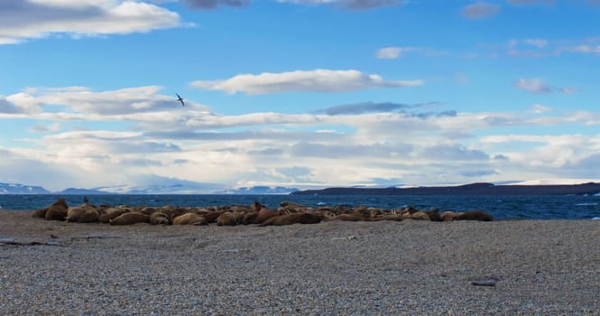 Walruses near Torellneset, Nordaustlandet/Spitsbergen
