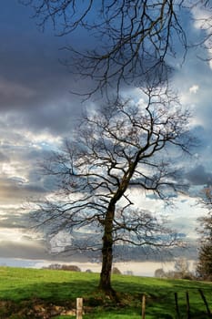 a single tree in spring with no leaves