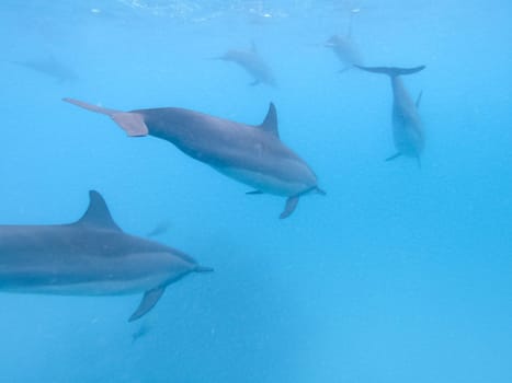Flock of dolphins playing in the blue water near Mafushi island, Maldives.