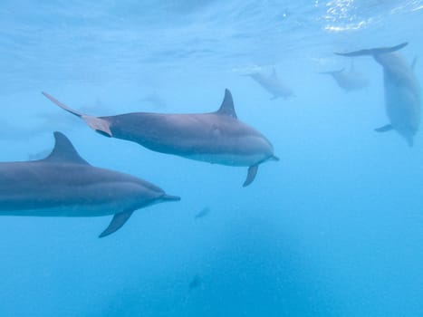 Flock of dolphins playing in the blue water near Mafushi island, Maldives.
