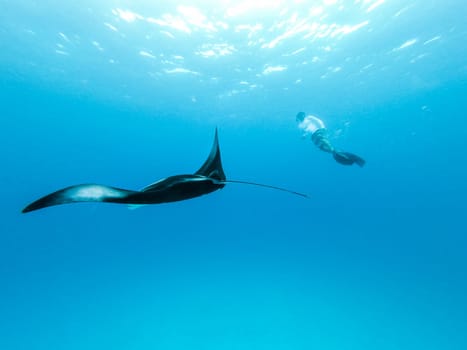 Male free diver and Giant oceanic manta ray, Manta Birostris, hovering underwater in blue ocean. Watching undersea world during adventure snorkeling tour on Maldives islands.