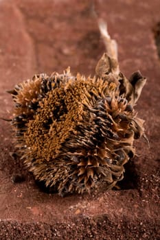 an old sunflower in closeup