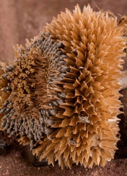 an old sunflower in closeup