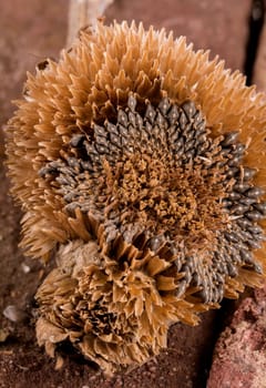 an old sunflower in closeup