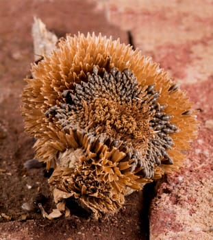 an old sunflower in closeup