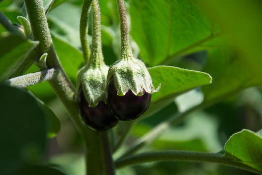 two young aubergines