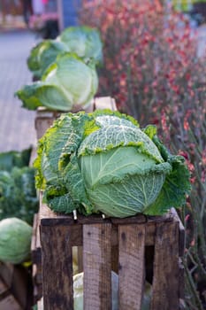 a green cabbage in closeup