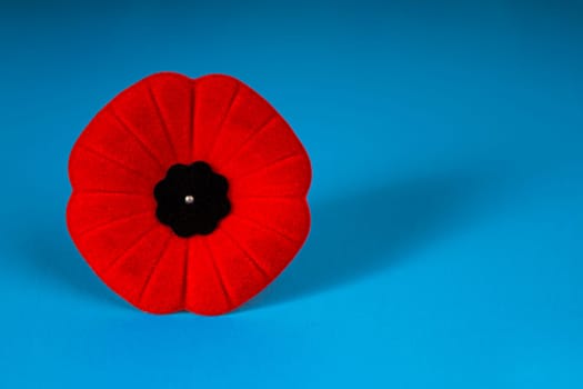 Remembrance Day Poppy Flower with a blue Background
