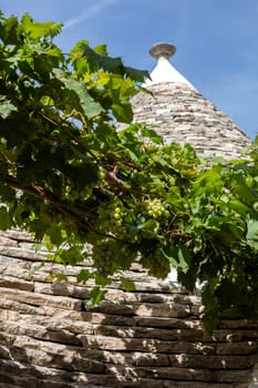 Grapevines on the stone roof of Trulli House in Alberobello, Italy. The style of construction is specific to the Murge area of the Italian region of Apulia (in Italian Puglia). Made of limestone and keystone.