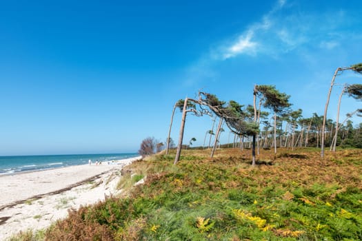 Pine forest on the German Baltic coast with dunes, grass and sand