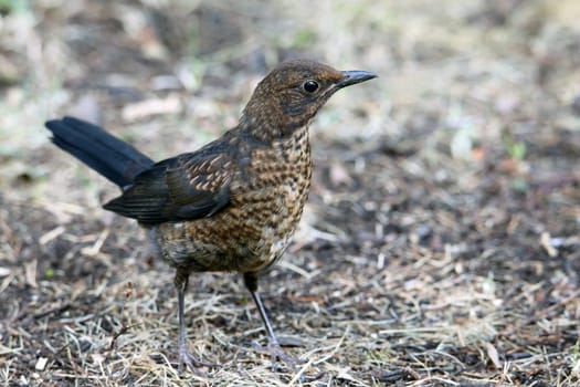 Young bird in the blackbird Turdus merula